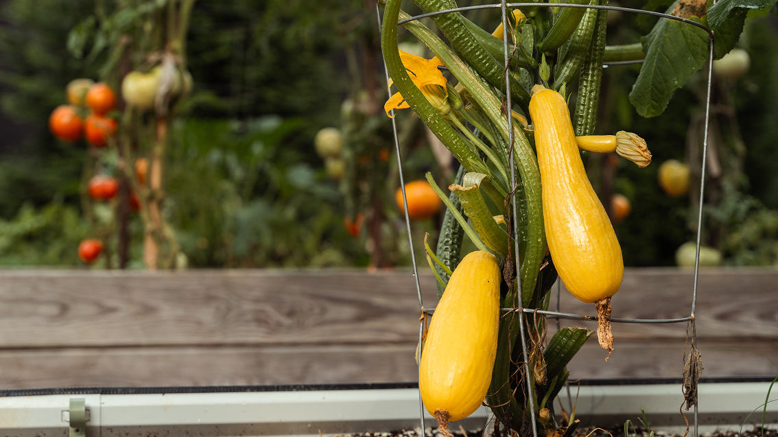 Best Crops for Your First Raised Bed