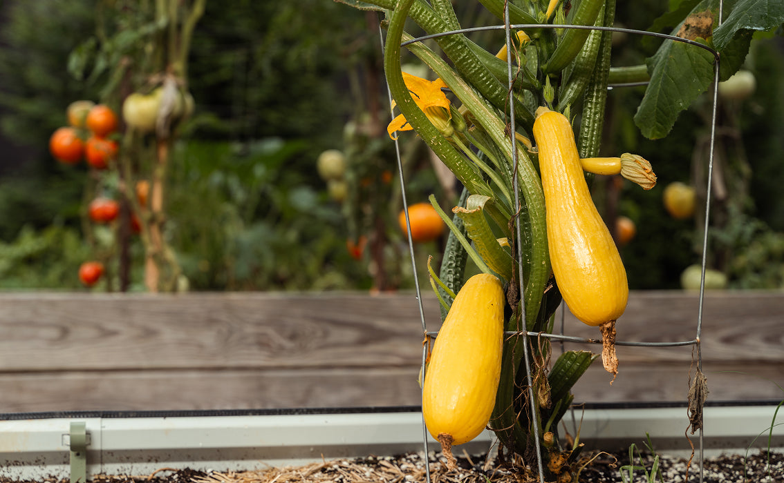 Best Crops for Your First Raised Bed